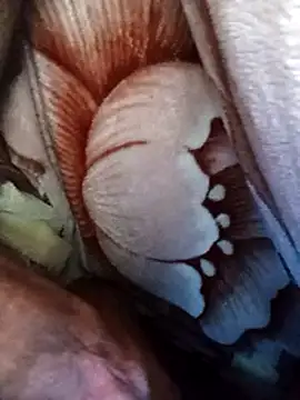 dick-boy-arabic1 online show from 17, 12, 2024