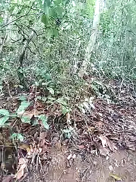 Danna-linyi online show from 1, 3, 2025