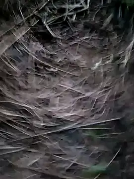 Guru2 online show from 29, 1, 2025