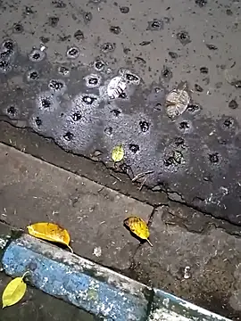 Raj41 online show from 20, 9, 2025