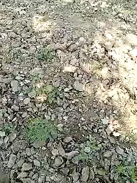 xmanrawan2 online show from 31, 1, 2025