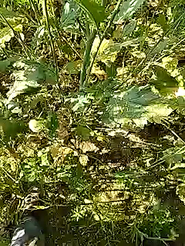 xmanrawan2 online show from 5, 2, 2025