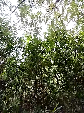 Snapshot of Pussy-Hairy-Horny chatting on 23, 2, 2025 Pussy-Hairy-Horny online show from 23, 2, 2025