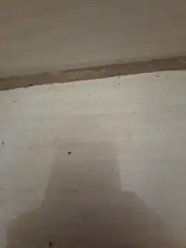 danieljv  online show from 20, 12, 2025