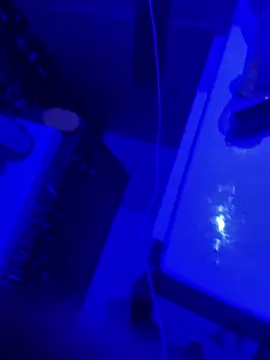 gryzoon online show from 20, 3, 2026