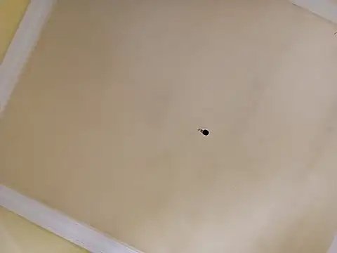 patrona sexooo online show from 2, 4, 2026