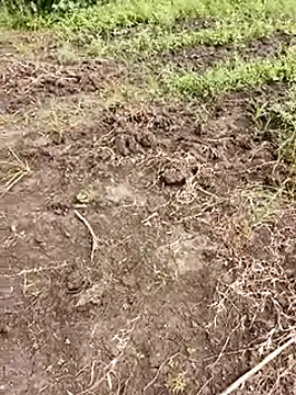 Snapshot of himvilohi08 chatting on 1, 10, 2025 himvilohi08 online show from 1, 10, 2025