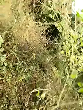 Snapshot of himvilohi08 chatting on 8, 1, 2026 himvilohi08 online show from 8, 1, 2026