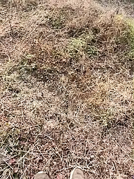 Snapshot of himvilohi08 chatting on 9, 1, 2026 himvilohi08 online show from 9, 1, 2026