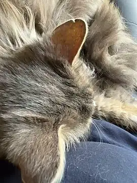 Snapshot of Max_965 chatting on 30, 3, 2026 Max 965 online show from 30, 3, 2026