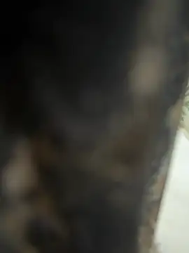 dilu98 online show from 21, 2, 2026