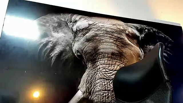 king falconer online show from 22, 11, 2025