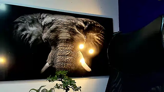 king falconer online show from 27, 11, 2025