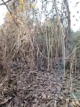 Prince-sexy online show from 21, 12, 2025