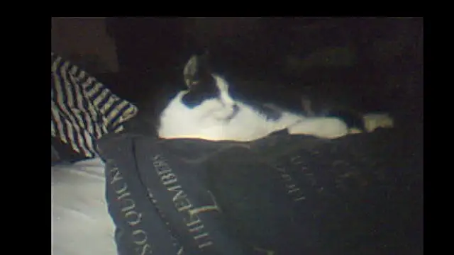 pietje1991 online show from 8, 1, 2026