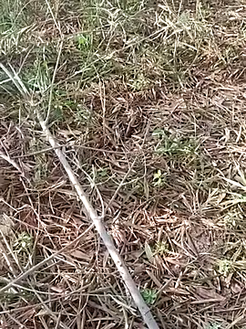 Snapshot of sonotutto chatting on 11, 10, 2025 sonotutto online show from 11, 10, 2025