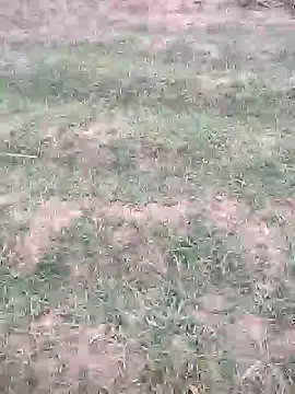 Snapshot of sonotutto chatting on 12, 10, 2025 sonotutto online show from 12, 10, 2025