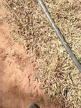 Snapshot of sonotutto chatting on 13, 10, 2025 sonotutto online show from 13, 10, 2025