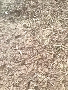 Snapshot of sonotutto chatting on 16, 10, 2025 sonotutto online show from 16, 10, 2025