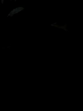 Reeelo online show from 28, 11, 2025