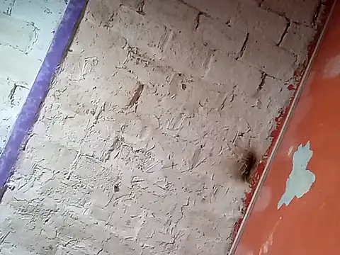 Snapshot of Hay-Viene-El-Huyy chatting on 16, 9, 2025 Hay-Viene-El-Huyy online show from 16, 9, 2025