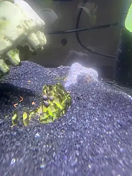 Snapshot of saumon3022 chatting on 8, 2, 2026 saumon3022 online show from 8, 2, 2026