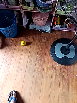 WholeAltimeter25 online show from 27, 11, 2025