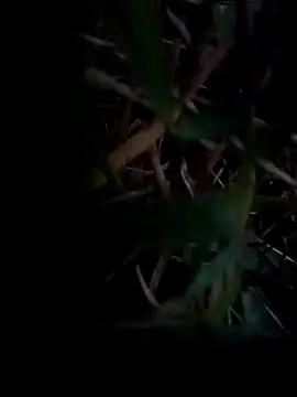 Snapshot of dolphiinn chatting on 1, 2, 2026 dolphiinn online show from 1, 2, 2026