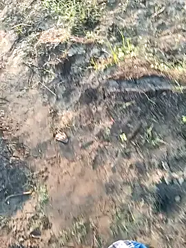 Snapshot of dolphiinn chatting on 6, 3, 2026 dolphiinn online show from 6, 3, 2026