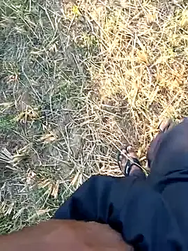 Snapshot of dolphiinn chatting on 1, 4, 2026 dolphiinn online show from 1, 4, 2026