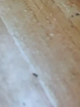 Snapshot of Markroco696 chatting on 16, 10, 2025 Markroco696 online show from 16, 10, 2025