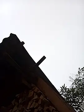 Snapshot of Ngocmi909 chatting on 16, 1, 2026 Ngocmi909 online show from 16, 1, 2026