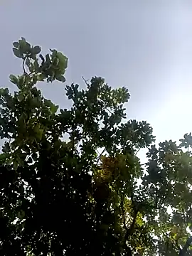 Hot-honi online show from 17, 2, 2026