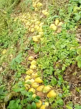 Snapshot of hera-00 chatting on 13, 1, 2026 hera-00 online show from 13, 1, 2026