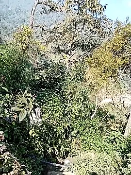 xinhxinhcute online show from 1, 12, 2025