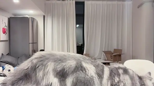 ZhaoZhao-ZM online show from 11, 10, 2025