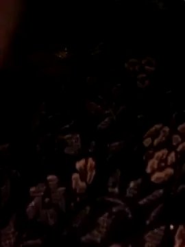 Bebby Doll online show from 3, 2, 2026