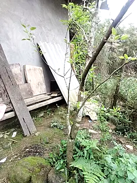 Snapshot of zhen-zo chatting on 19, 3, 2026 zhen-zo online show from 19, 3, 2026