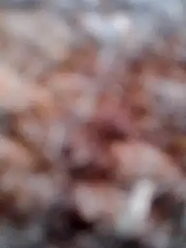 Rs sonam online show from 6, 2, 2026