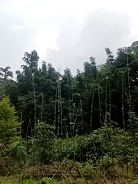 Khanhu xx online show from 24, 3, 2026