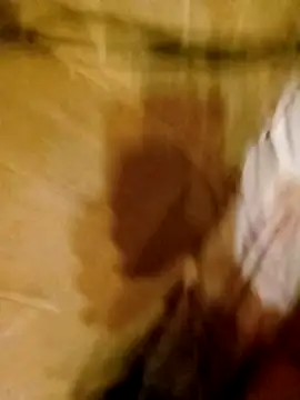 Snapshot of Apeesynka55211 chatting on 11, 3, 2026 Apeesynka55211 online show from 11, 3, 2026