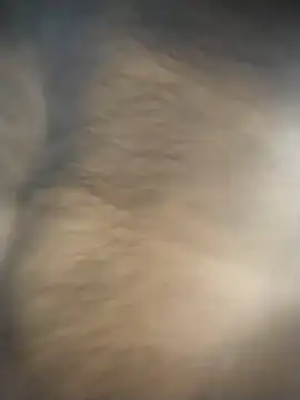 SL BEAR online show from 4, 12, 2025