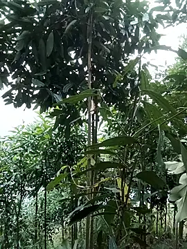 nat-tri online show from 14, 1, 2026