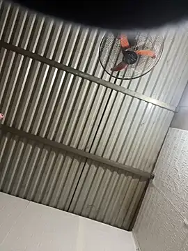 tabby-cat11 online show from 3, 2, 2026