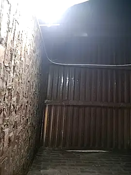 Bear bear0 online show from 12, 1, 2026