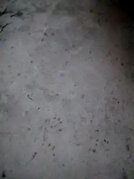 rickkis2k online show from 15, 1, 2026