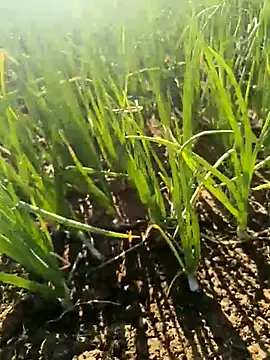 Snapshot of devil_boy_0909 chatting on 25, 3, 2026 devil boy 0909 online show from 25, 3, 2026