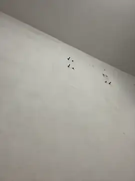 emmanuelfsaf online show from 6, 11, 2025