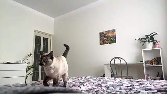 Snapshot of GingerMikos chatting on 6, 11, 2025 GingerMikos online show from 6, 11, 2025