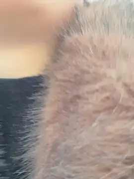 Snapshot of SashaCatt chatting on 23, 11, 2025 SashaCatt online show from 23, 11, 2025